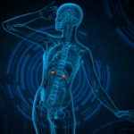 Mastercourse Endokrynologia Funkcjonalna w Osteopatii