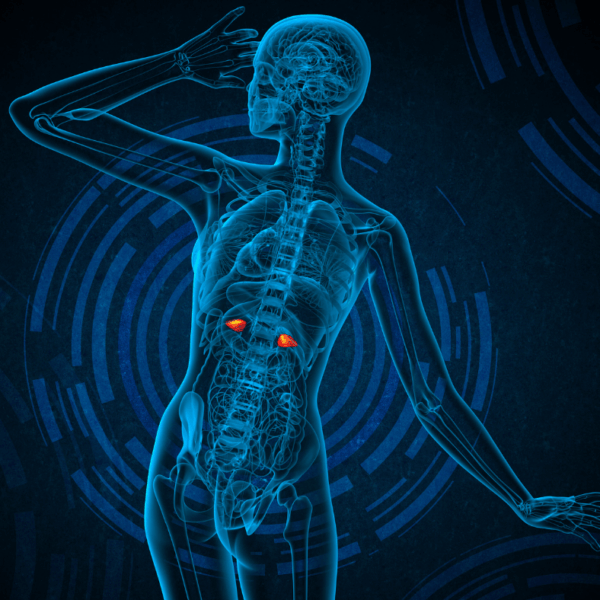 Mastercourse Endokrynologia Funkcjonalna w Osteopatii