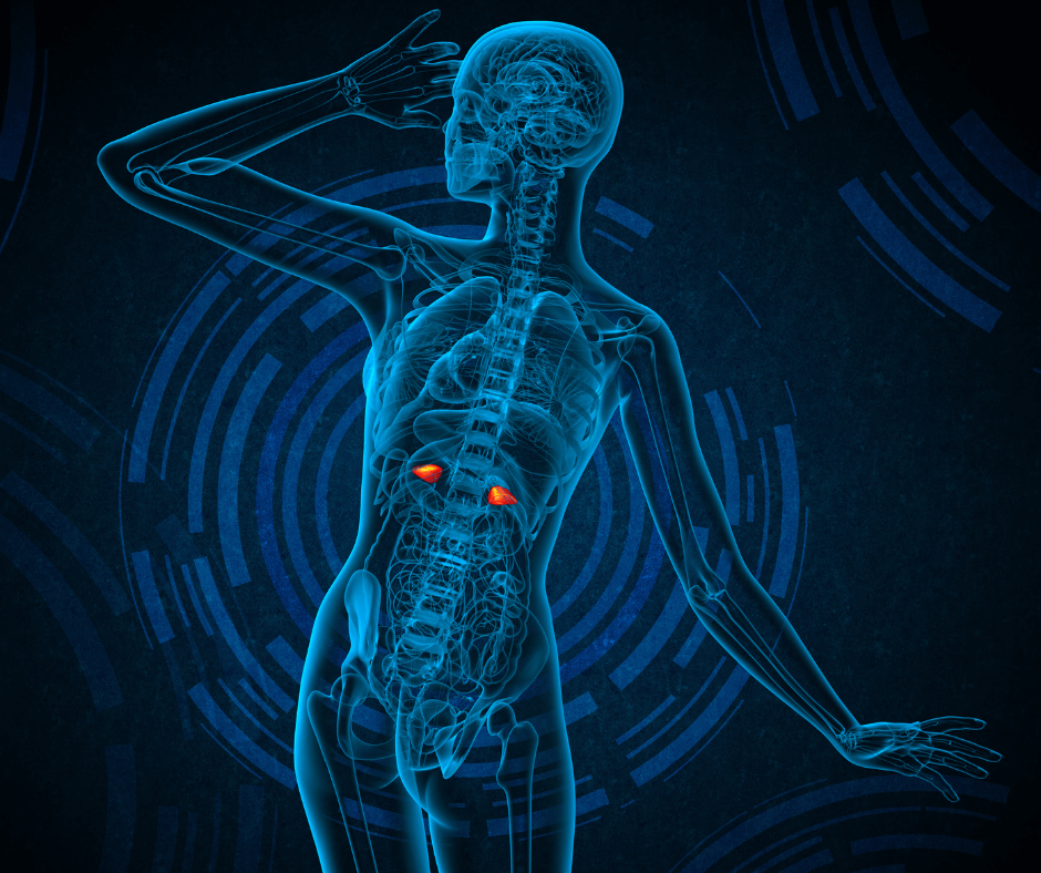 Mastercourse Endokrynologia Funkcjonalna w Osteopatii