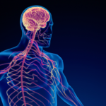 Autonomiczny Układ Nerwowy